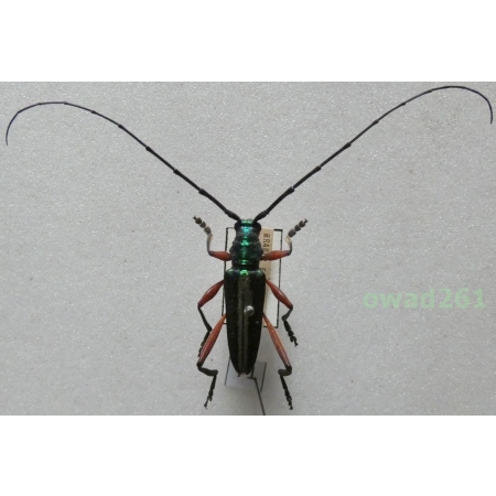 Callichroma sericeum (Fabricius, 1793) Brazil 24mm71